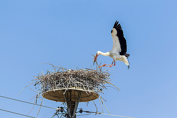 포토 JPG 해외이미지 동물 계절 공원 유럽 야생동물 2 가족 자연 조류 하늘 생물 주택 따뜻함 경비 사람없음 야외 옆모습 정원 맑음 침묵 자유 흰색 쌍 둥지 순수 깃털 걱정 생물학 부리 봉 예약 세대 돌봄 동물상 생태학 해외202008 해외포토 공공시설 교육 감정 나라 뷰포인트 컬러 컨셉 관계 모션 날씨 안전 건물 조형물 소리 보호 생태계 파일형식