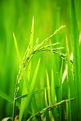포토 JPG 해외이미지 구름 아시아 잎 농업 곰 자연 하늘 밥 건강 동양인 사람없음 초록색 파란색 빛 농작물 햇빛 태양 농장 농경지 맑음 중국 수확 가을 시골 분위기 닫기 시리얼 허브 귀 동쪽 스파이크 교토 논밭 밭일 생태학 숙성 작살 해외202008 해외포토 자연요소 식물 동물 계절 교육 나라 산업 음식 컬러 컨셉 밭 포유류 모션 날씨 논 인종 신체부위 일본 방향 생태계 파일형식