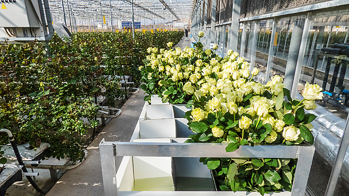 포토 JPG 해외이미지 식물 꽃 산업 잎 패턴 농업 비즈니스 자연 유리 조명 주택 실내 사람없음 초록색 빛 농장 장미 노란색 정원 카트 수확 성장 신선 원예 제비 밭일 온실 많음 해외202008 해외포토 컬러 컨셉 무늬 재질 조류 취미 내부 건물 생태계 파일형식