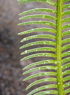 포토 JPG 해외이미지 나무 식물 백그라운드 잎 패턴 자연 털 손바닥 사람없음 야외 초록색 물 빛 정원 성장 물방울 나뭇가지 신선 떨어짐 숲 묘사 질감 내추럴 해외202008 해외포토 자연요소 손 컬러 컨셉 무늬 생태계 파일형식