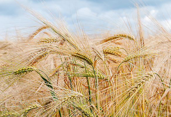 포토 JPG 해외이미지 식물 계절 음식 빵 농업 자연 옥수수 씨앗 사람없음 야외 가로 농장 노란색 목욕 성장 농촌 황금 오솔길 땅 밀 유기농 러시아 보리 밀짚 숙성 해외202008 해외포토 웰빙 유럽 산업 길 컬러 곡류 청결 시골 짚 생태계 파일형식