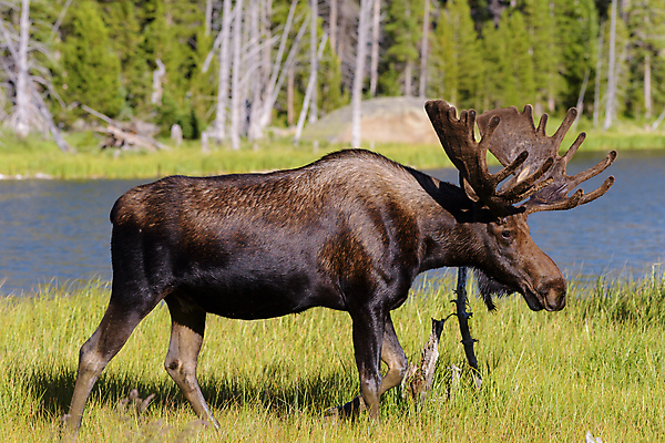 포토 JPG 해외이미지 동물 호수 야생동물 포유류 자연 산 털 종류 사람없음 야외 물 갈색 어둠 코트 종 흰색 소나무 소 습지 숲 위험 큼 시원함 속눈썹 버드나무 황소 코 귀 무거움 주둥이 엘크 콜로라도 벨벳 해외202008 해외포토 자연요소 나무 컬러 컨셉 신체부위 미국 외투 무게 크기 실크 눈썹 생태계 파일형식