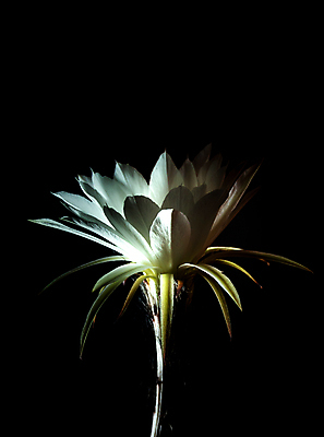 포토 JPG 해외이미지 검은배경 선인장 실내 사람없음 개화 선인장꽃 해외202008 해외포토 식물 꽃 백그라운드 내부 검은색 파일형식