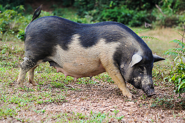 포토 JPG 해외이미지 나무 동물 공원 아시아 길 호수 얼굴 야생동물 여행 백그라운드 컨셉 오렌지 텍스트 포유류 태국 자연 털 건강 풍경 사람없음 야외 목재 초록색 물 여름 갈색 머리 검은색 봄 하이킹 흰색 황무지 숲 육식동물 내추럴 지질학 해외202008 해외포토 자연요소 식물 계절 공공시설 교육 나라 컬러 과일 재료 레저 신체부위 생태계 파일형식