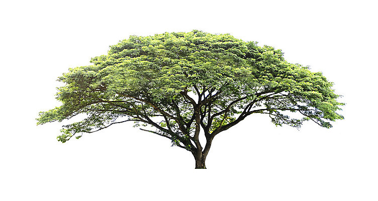 포토 JPG 해외이미지 나무 식물 계절 줄기 백그라운드 낙엽 잎 자연 사람없음 야외 목재 초록색 환경 봄 흰색 나뭇가지 고독 숲 큼 자르기 오브젝트 싱글 에코 내추럴 고립 생태학 옛날 해외202008 해외포토 교육 감정 컬러 재료 모션 크기 생태계 파일형식