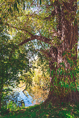 포토 JPG 해외이미지 나무 식물 계절 공원 호수 잎 자연 아침 휴식 풍경 초원 사람없음 야외 목재 초록색 물 빛 평화 환경 맑음 시골 연못 큼 땅 장면 해외202008 해외포토 주간 자연요소 공공시설 컬러 컨셉 재료 날씨 크기 생태계 파일형식