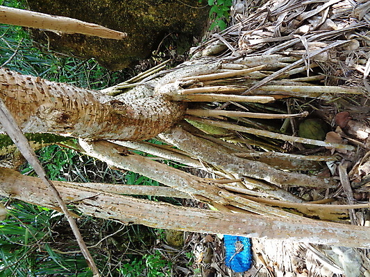 포토 JPG 해외이미지 나무 식물 야생동물 바다 백그라운드 잎 과일 자연 하늘 추상 건강 풍경 사람없음 야외 목재 장식 빨간색 초록색 여름 환경 성장 흰색 나사 신선 소나무 허브 유기농 질감 뿌리 내추럴 숙성 해외202008 해외포토 동물 웰빙 계절 컬러 무늬 재료 공구 생태계 파일형식