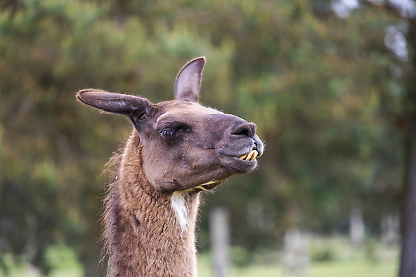 포토 JPG 해외이미지 동물 응시 여행 포유류 자연 털 서기 사람없음 초록색 농장 갈색 머리 시골 부드러움 폴란드 내추럴 라마 알파카 해외202008 해외포토 시선 유럽 컬러 농업 모션 신체부위 감각 생태계 파일형식