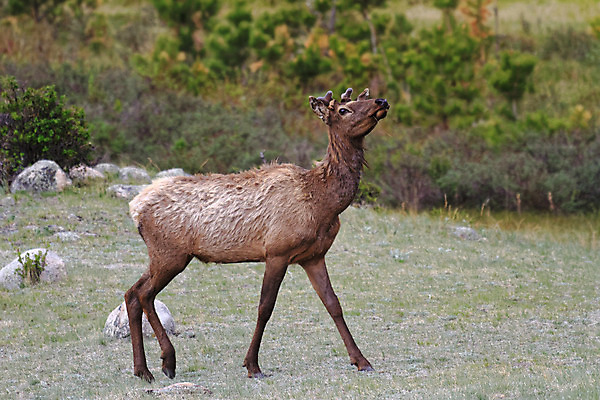 포토 JPG 해외이미지 동물 호수 야생동물 포유류 자연 사슴 산 털 종류 사람없음 물 갈색 어둠 코트 종 흰색 소나무 소 습지 숲 큼 시원함 속눈썹 버드나무 바퀴자국 황소 코 귀 무거움 주둥이 엘크 콜로라도 벨벳 해외202008 해외포토 자연요소 나무 컬러 자국 신체부위 미국 외투 무게 크기 실크 눈썹 생태계 파일형식