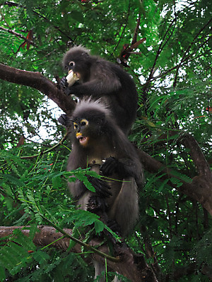 포토 JPG 해외이미지 나무 동물 응시 야생동물 잎 생각 오렌지 포유류 태국 자연 엄마 사람없음 반사 머리 원숭이 표현 뜨거움 정상 유인원 섬광 인기 강조 해외202008 해외포토 식물 시선 아시아 과일 가족 신체부위 생태계 파일형식