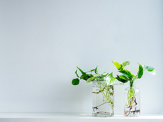 포토 JPG 해외이미지 식물 디자인 화초 벽 백그라운드 컨셉 잎 자연 유리 추상 선반 주택 아이디어 사람없음 장식 초록색 물 여름 빛 환경 꽃병 봄 방 성장 흰색 신선 항아리 투명 플라스틱 심플 뿌리 아이비 DIY 내추럴 고립 생태학 카피스페이스 미니멀리스트 미니멀 해외202008 해외포토 자연요소 계절 교육 꽃 컬러 가구 무늬 재질 취미 건물 공백 도자기 생태계 파일형식