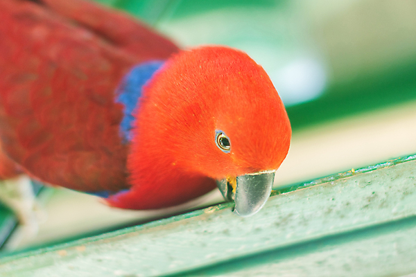 포토 JPG 해외이미지 동물 조류 동물원 사람없음 앵무새 해외202008 해외포토 파일형식