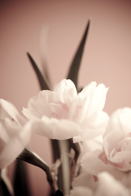 포토 JPG 해외이미지 식물 계절 꽃잎 꽃 꽃다발 백그라운드 잎 꽃무늬 자연 사람없음 초록색 노란색 봄 벚꽃 흰색 신선 수선화 내추럴 동물상 해외202008 해외포토 컬러 무늬 조형물 생태계 파일형식