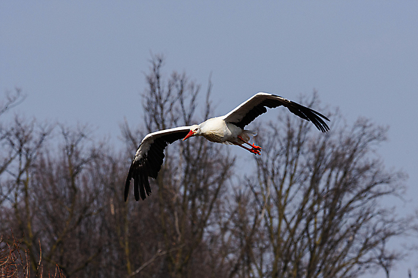 포토 JPG 해외이미지 나무 동물 유럽 아시아 야생동물 분홍색 여행 겨울 곡선 오렌지 모션 태국 자연 조류 하늘 사람없음 야외 노란색 검은색 흰색 큼 깃털 부리 물새 서식지 해외202008 해외포토 식물 계절 나라 선 컬러 과일 크기 생태계 파일형식