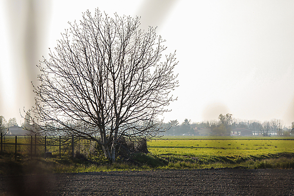 포토 JPG 해외이미지 나무 식물 구름 계절 공원 실루엣 여행 백그라운드 겨울 밭 농업 자연 하늘 날씨 풍경 초원 사람없음 야외 목재 초록색 여름 파란색 햇빛 태양 환경 침묵 일몰 봄 추위 가을 흰색 나뭇가지 시골 숲 장면 내추럴 벌거벗은 옛날 해외202008 해외포토 자연요소 공공시설 산업 컬러 재료 촬영기법 노을 소리 생태계 파일형식
