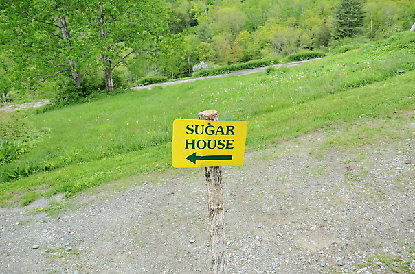 포토 JPG 해외이미지 나무 화살 주택 잔디 사람없음 야외 초록색 노란색 설탕 방향 사인 충고 해외202008 해외포토 식물 컬러 건물 파일형식