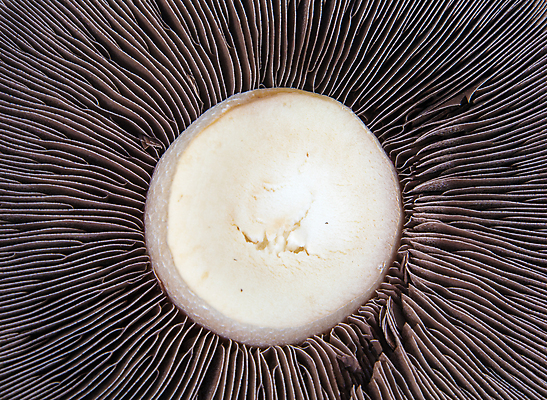 포토 JPG 해외이미지 음식 다이어트 채소 재료 자연 건강 요리 사람없음 갈색 버섯 흰색 신선 플랫 큼 먹기 날것 내추럴 고립 곰팡이 식용 채식주의자 해외202008 해외포토 컬러 모션 크기 생태계 채식 파일형식