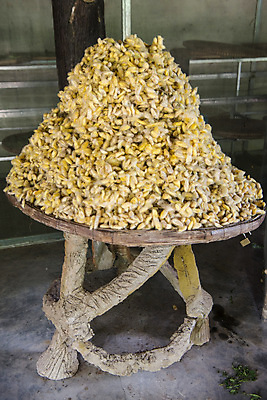 포토 JPG 해외이미지 아시아 곤충 공장 사람없음 동남아시아 도시 벌레 실크 캄보디아 해외202008 해외포토 동물 나라 공업 직물 파일형식