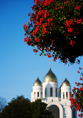 포토 JPG 해외이미지 꽃 종교 꽃무늬 자연 사람없음 장식 빛 성당 교회 신선 다발 해외202008 해외포토 식물 무늬 종교건축 건물 생태계 파일형식