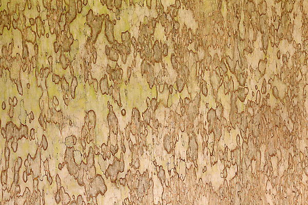 포토 JPG 해외이미지 디자인 벽 가구 백그라운드 패턴 자연 벽지 표면 추상 바닥 프레임 이끼 사람없음 내부 목재 장식 우주 공백 촉촉함 수확 판넬 미술관 낟알 천 묘사 그림 질감 복고 곰팡이 수목 옛날 해외202008 해외포토 나무 생활용품 무늬 농업 재료 젖음 직물 생태계 파일형식