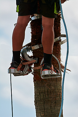 포토 JPG 해외이미지 나무 식물 직업 손 꽃 산업 백그라운드 컨셉 잎 노동자 손바닥 안전 사람 사람없음 야외 초록색 파란색 금속 정원 힘 장비 공구 악단 업무 작업 플랫 캔 보호 위험 자르기 물주기 원예 오르기 고무 고립 돌봄 수목 엘리먼트 원예사 철강 해외202008 해외포토 음악 컬러 모션 재질 취미 신체부위 도구 파일형식