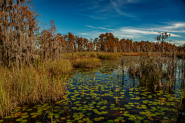 포토 JPG 해외이미지 나무 식물 구름 계절 공원 잎 자연 갈대 풍경 사람없음 야외 물 여름 화목 연못 습지 백합 플로리다 해외202008 해외포토 자연요소 공공시설 꽃 컨셉 미국 생태계 파일형식