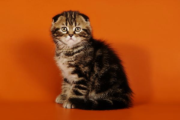 포토 JPG 해외이미지 동물 응시 행복 백그라운드 포유류 영국 털 미술 사람없음 반려동물 컬러풀 갈색 검은색 고양이 회색 흰색 유머 개 강아지 스케치 얼룩무늬 송곳니 고립 기르기 접기 스코틀랜드 해외202008 해외포토 시선 감정 유럽 컬러 무늬 모션 문화예술 치아 돌봄 파일형식