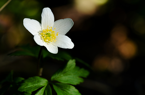 포토 JPG 해외이미지 나무 식물 계절 공원 꽃잎 꽃 백그라운드 잎 꽃무늬 자연 사람없음 야외 목재 초록색 파란색 빛 태양 노란색 환경 정원 보라색 봄 들꽃 벚꽃 흰색 신선 개화 숲 작음 제비꽃 묘사 내추럴 아네모네 해외202008 해외포토 자연요소 공공시설 컬러 무늬 재료 크기 생태계 파일형식