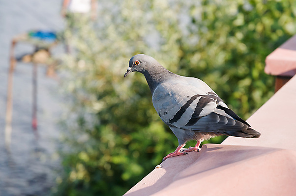포토 JPG 해외이미지 동물 1 호수 야생동물 바다 날개 자연 조류 서기 사람없음 강 회색 도시 닫기 호기심 비둘기 부리 해외202008 해외포토 감정 컬러 컨셉 모션 생태계 파일형식