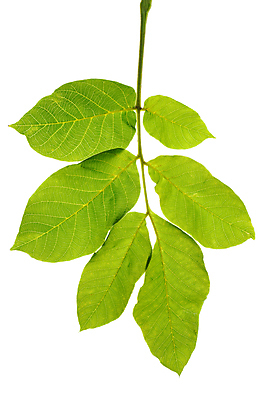 포토 JPG 해외이미지 나무 식물 백그라운드 잎 자연 사람없음 초록색 견과류 흰색 신선 허브 오브젝트 유기농 호두 내추럴 고립 생존 해외202008 해외포토 웰빙 컬러 생태계 파일형식