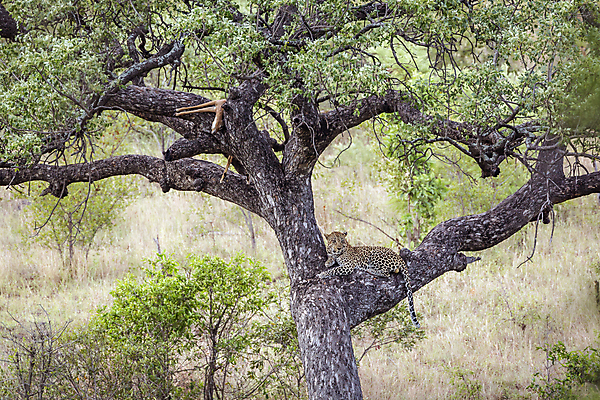 포토 JPG 해외이미지 나무 동물 야생동물 포유류 아프리카 자연 휴식 국립공원 사람없음 가로 눕기 고양이 황무지 보호 먹이 사파리 영양 육식동물 서식지 표범 남아프리카 보츠와나 보호구역 해외202008 해외포토 멸종위기종 식물 공원 나라 컨셉 모션 반려동물 생태계 구역 파일형식