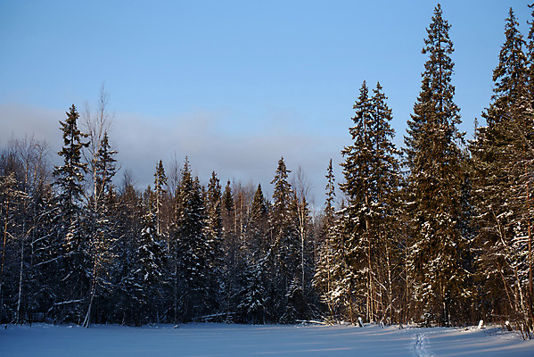 포토 JPG 해외이미지 나무 계절 공원 백그라운드 겨울 자연 하늘 날씨 그림자 풍경 사람없음 야외 목재 파란색 빛 태양 냉동 얼음 추위 흰색 나뭇가지 시골 신선 소나무 점 숲 12월 서리 러시아 장면 나무껍질 북쪽 침엽수 전나무 1월 2월 눈내림 해외202008 눈덮임 해외포토 자연요소 식물 공공시설 유럽 컬러 컨셉 재료 눈_날씨 껍질 날짜 방향 생태계 파일형식