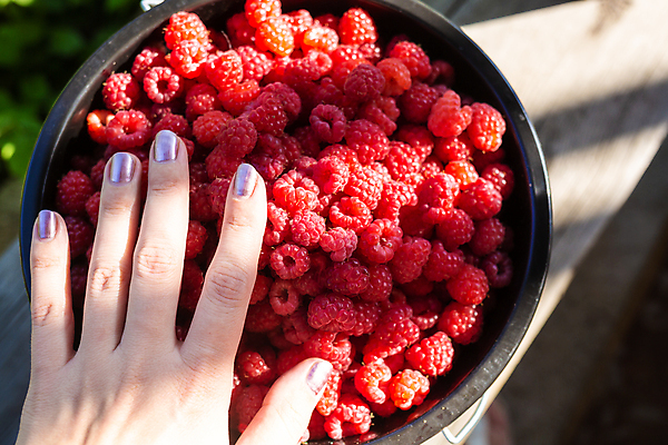 포토 JPG 해외이미지 식물 계절 열매 음식 백그라운드 잎 농업 다이어트 과일 재료 자연 디저트 건강 사람없음 빨간색 초록색 여름 컬러풀 바구니 정원 수확 성장 나뭇가지 신선 달콤 맛 관목 유기농 원예 질감 날것 산딸기 비타민 내추럴 숙성 채식주의자 많음 비건 맛있는 해외202008 해외포토 나무 웰빙 산업 컬러 컨셉 취미 생태계 채식 영양소 파일형식