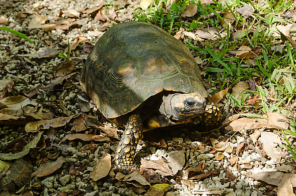 포토 JPG 해외이미지 야생동물 파충류 자연 생물 사람없음 야외 걷기 껍질 숲 열대우림 느림 내추럴 삼림지대 해외202008 해외포토 동물 모션 생태계 파일형식