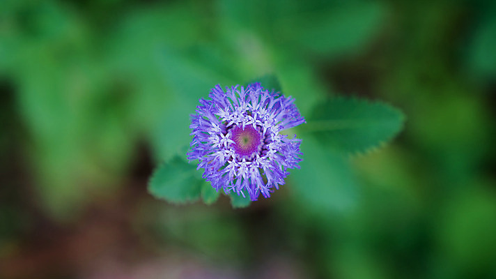 포토 JPG 해외이미지 식물 1 꽃 분홍색 백그라운드 잎 꽃무늬 자연 사람없음 초록색 파란색 정원 보라색 검은색 어둠 봄 벚꽃 흰색 신선 작음 원예 내추럴 고립 많음 해외202008 해외포토 계절 컬러 컨셉 무늬 취미 크기 생태계 파일형식