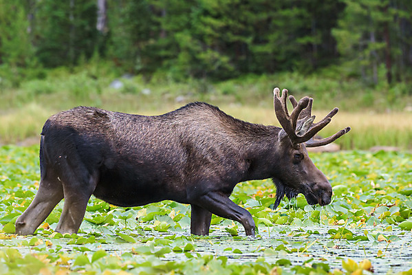 포토 JPG 해외이미지 동물 호수 야생동물 포유류 자연 산 털 종류 사람없음 물 갈색 어둠 코트 종 흰색 소나무 소 습지 숲 위험 큼 시원함 속눈썹 버드나무 황소 코 귀 무거움 주둥이 엘크 콜로라도 벨벳 해외202008 해외포토 자연요소 나무 컬러 컨셉 신체부위 미국 외투 무게 크기 실크 눈썹 생태계 파일형식