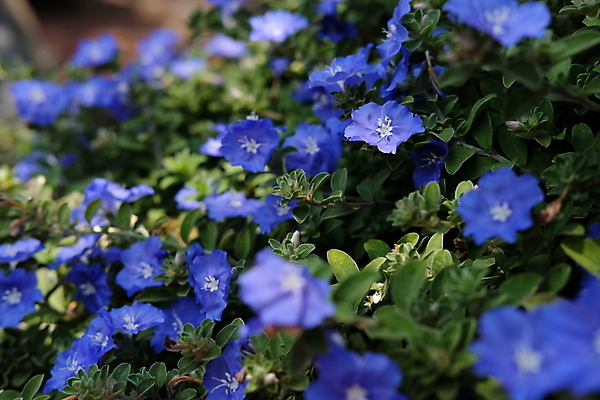 포토 JPG 해외이미지 식물 꽃잎 꽃 백그라운드 잎 꽃무늬 밭 자연 아침 불꽃 종류 초원 사람없음 초록색 여름 파란색 빛 태양 환경 정원 보라색 봄 벚꽃 흰색 개화 작음 보케 냄새 내추럴 난쟁이 이국적 해외202008 영광군 해외포토 주간 자연요소 계절 컬러 무늬 농업 불 크기 전라남도 생태계 파일형식