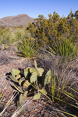포토 JPG 해외이미지 나무 식물 꽃 야생동물 분홍색 여행 백그라운드 북아메리카 꽃무늬 자연 날씨 선인장 건조 풍경 사람없음 초록색 물 컬러풀 세계 보라색 미국 사막 뜨거움 액체 냄비 숲 척추 내추럴 해외202008 해외포토 자연요소 동물 컬러 무늬 뼈 아메리카 솥 생태계 파일형식