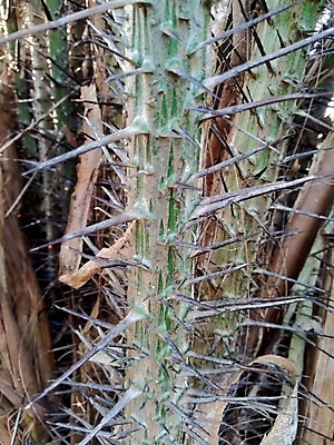 포토 JPG 해외이미지 나무 식물 아시아 음식 백그라운드 다이어트 과일 자연 디저트 건강 손바닥 사람없음 초록색 갈색 흰색 신선 가시 시장 달콤 맛 유기농 질감 건강식 내추럴 맛있는 해외202008 해외포토 손 웰빙 나라 컬러 컨셉 생태계 파일형식