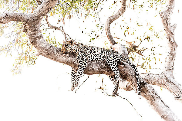 포토 JPG 해외이미지 나무 동물 1 응시 얼굴 야생동물 포유류 아프리카 자연 털 사람없음 야외 가로 고양이 사막 점 황무지 위험 큼 사파리 사냥 육식동물 위치 사냥꾼 표범 남쪽 내추럴 나미비아 남아프리카 보츠와나 웅장함 이국적 힘찬 해외202008 해외포토 식물 직업 시선 나라 컨셉 신체부위 반려동물 크기 방향 생태계 파일형식