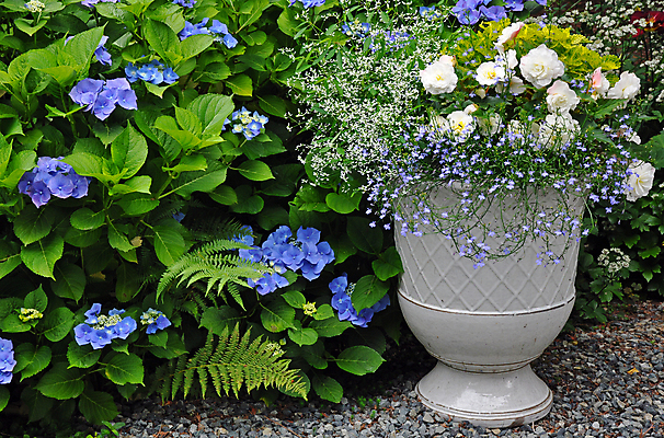 포토 JPG 해외이미지 식물 계절 꽃잎 꽃 화분 잎 꽃무늬 자연 사람없음 장식 초록색 컬러풀 정원 보라색 봄 벚꽃 흰색 개화 수국 양치류 작약 해외202008 해외포토 컬러 무늬 생태계 파일형식