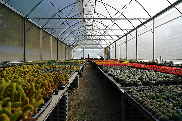 포토 JPG 해외이미지 식물 꽃 백그라운드 농업 자연 선인장 사람없음 야외 장식 초록색 농장 정원 놀이방 사막 성장 신선 시장 냄비 작음 원예 날카로움 내추럴 온실 많음 해외202008 해외포토 산업 컬러 컨셉 취미 솥 크기 생태계 파일형식