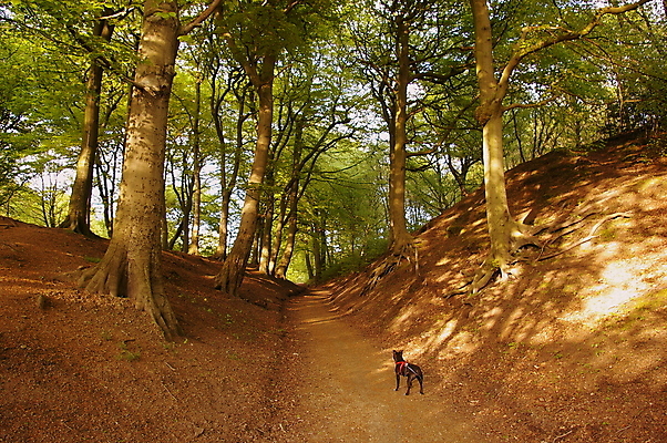 포토 JPG 해외이미지 동물 공원 행복 얼굴 새끼 장난 포유류 자연 털 사람없음 야외 반려동물 검은색 산책 개 강아지 숲 테리어 잡종 송곳니 기르기 해외202008 우호적 해외포토 공공시설 감정 컬러 컨셉 휴식 신체부위 치아 생태계 돌봄 파일형식