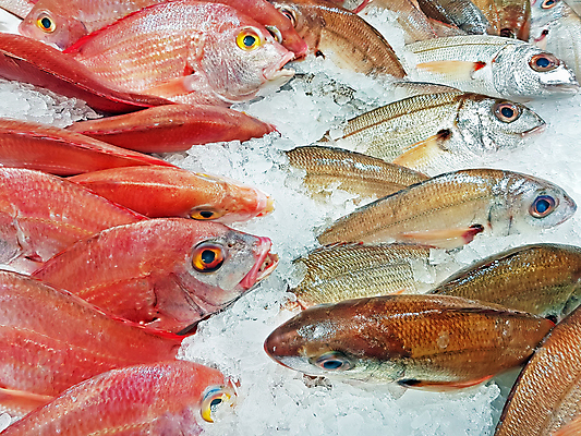 포토 JPG 해외이미지 산업 음식 백그라운드 비즈니스 건강 어류 사람없음 판매 세일 얼음 해외202008 해외포토 자연요소 수중동물 파일형식