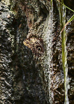 포토 JPG 해외이미지 식물 동물 템플릿 계절 꽃 분홍색 나비 곤충 꽃무늬 날개 오렌지 자연 사람없음 야외 빨간색 여름 파란색 빛 컬러풀 햇빛 노란색 검은색 활발 성장 가을 흰색 신선 점 그룹 벌레 소프트포커스 묘사 데이지 내추럴 세련 해외202008 해외포토 컬러 컨셉 무늬 과일 촬영기법 태양 생태계 파일형식