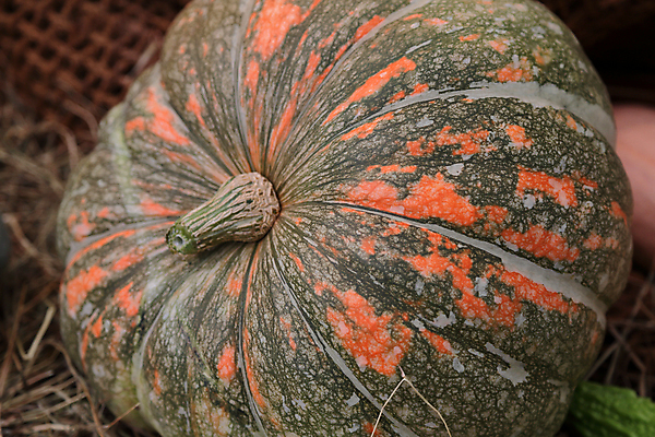 포토 JPG 해외이미지 식물 계절 음식 백그라운드 잎 밭 농업 채소 과일 자연 호박 휴가 건강 사람없음 야외 농작물 컬러풀 농장 환경 정원 할로윈 수확 가을 침대 신선 큼 먹기 계산대 심볼 유기농 날것 박 스쿼시 내추럴 뒤뜰 생태학 숙성 특별함 해외202008 해외포토 웰빙 교육 산업 스포츠 컬러 가구 컨셉 모션 구기 크기 생태계 파일형식