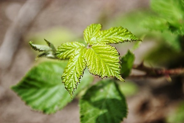 포토 JPG 해외이미지 식물 꽃 잎 자연 사람없음 해외202008 해외포토 생태계 파일형식