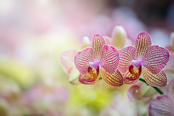 포토 JPG 해외이미지 식물 꽃잎 꽃 줄기 분홍색 백그라운드 꽃무늬 자연 휴식 요정 발렌타인데이 선물 사랑 사람없음 초록색 빛 정원 보라색 스파 놀람 수확 벚꽃 나뭇가지 신선 난초 클래식 향수 순수 향기 호접란 천국 내추럴 바닐라 블러 해외202008 해외포토 나무 감정 컬러 컨셉 무늬 농업 데이이벤트 표정 화장품 생태계 냄새 파일형식
