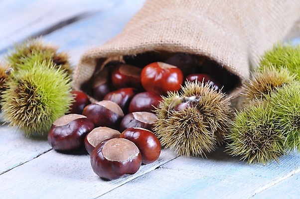 포토 JPG 해외이미지 계절 음식 재료 자연 탁자 사람없음 견과류 가을 밤 9월 11월 10월 해외202008 해외포토 가구 날짜 생태계 파일형식