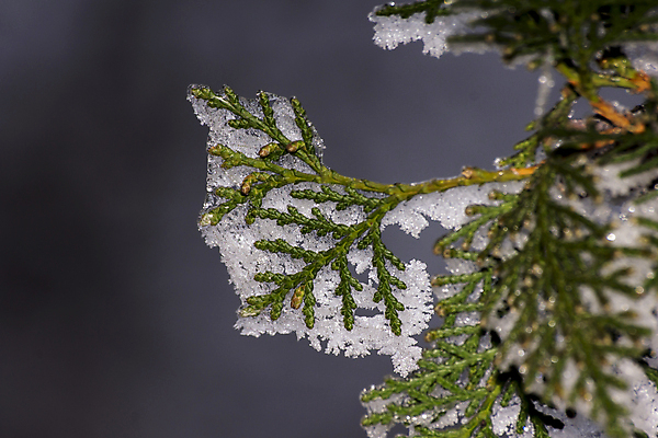 포토 JPG 해외이미지 나무 공원 여행 겨울 자연 하늘 휴가 스키 산 파노라마 풍경 경사 사람없음 야외 파란색 빛 놀람 추위 시골 정상 숲 휴양지 서리 전국 해외202008 해외포토 식물 계절 공공시설 감정 컬러 겨울스포츠 촬영기법 표정 장소 생태계 파일형식